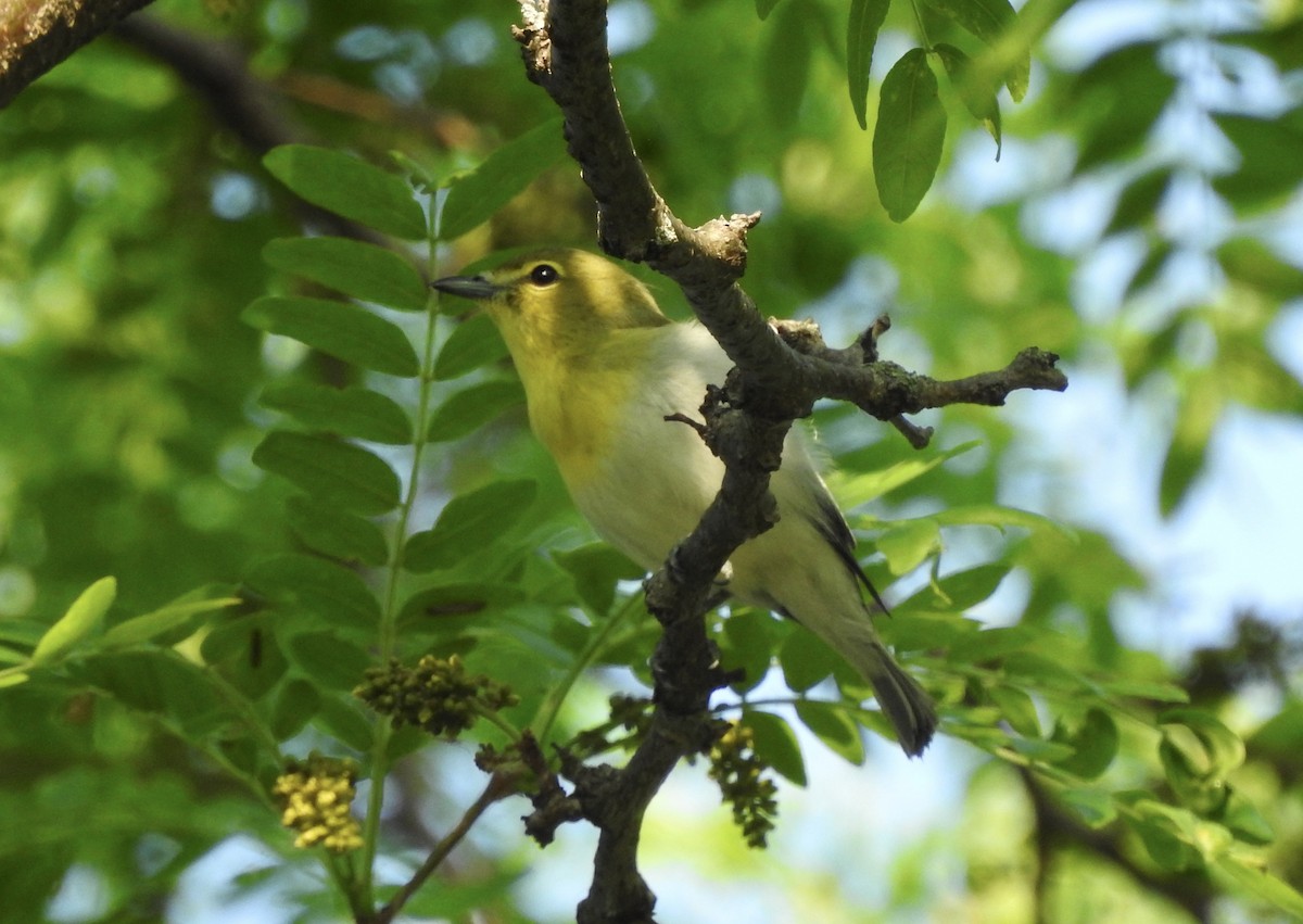 Sarı Gerdanlı Vireo - ML580641011