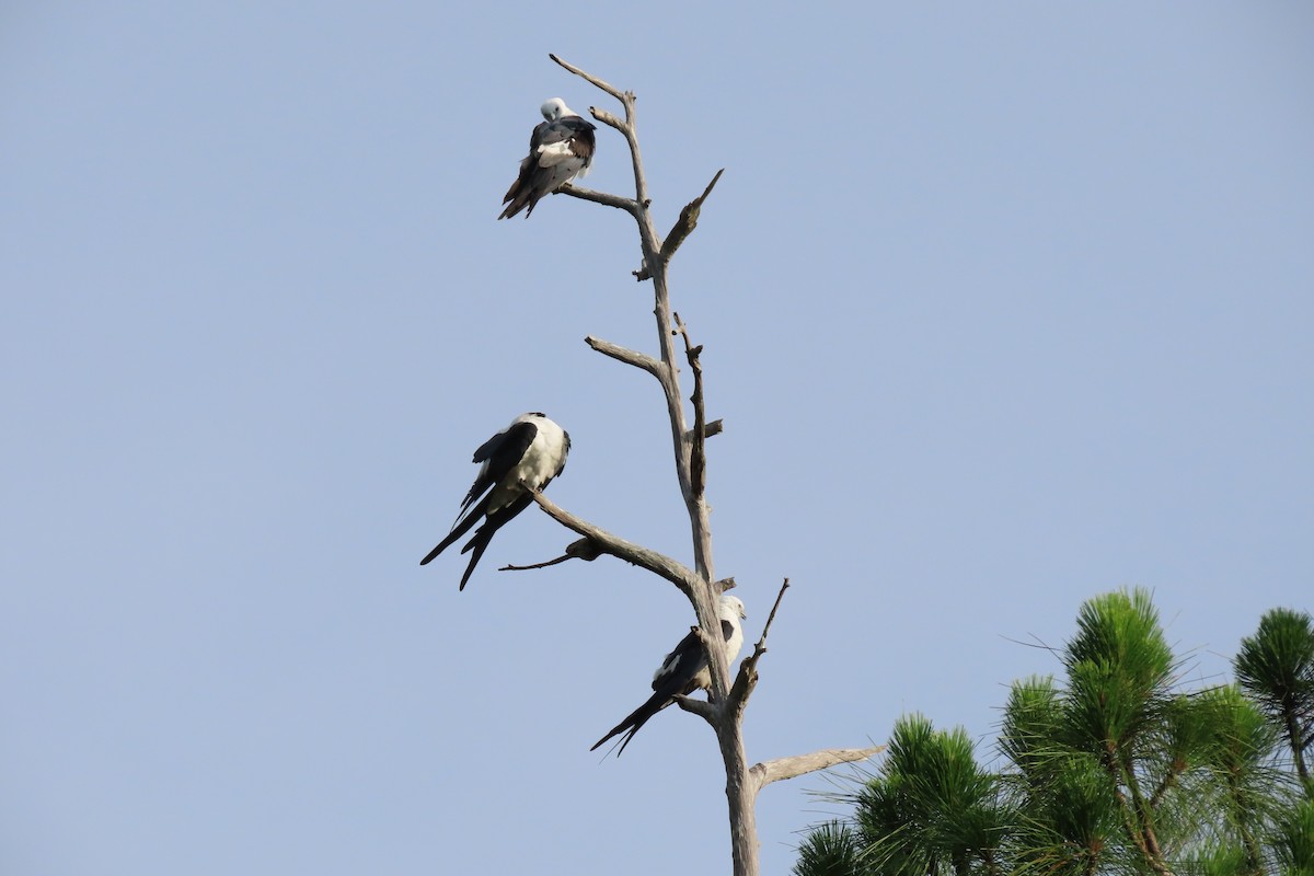 Swallow-tailed Kite - Tom Obrock