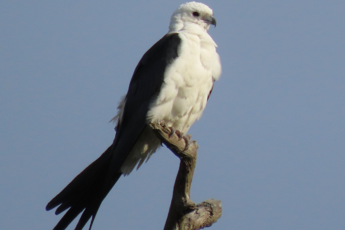 Swallow-tailed Kite - ML580641451