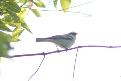 Brewster's Warbler (hybrid) - ML580643131