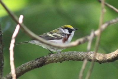 Chestnut-sided Warbler - ML580643331