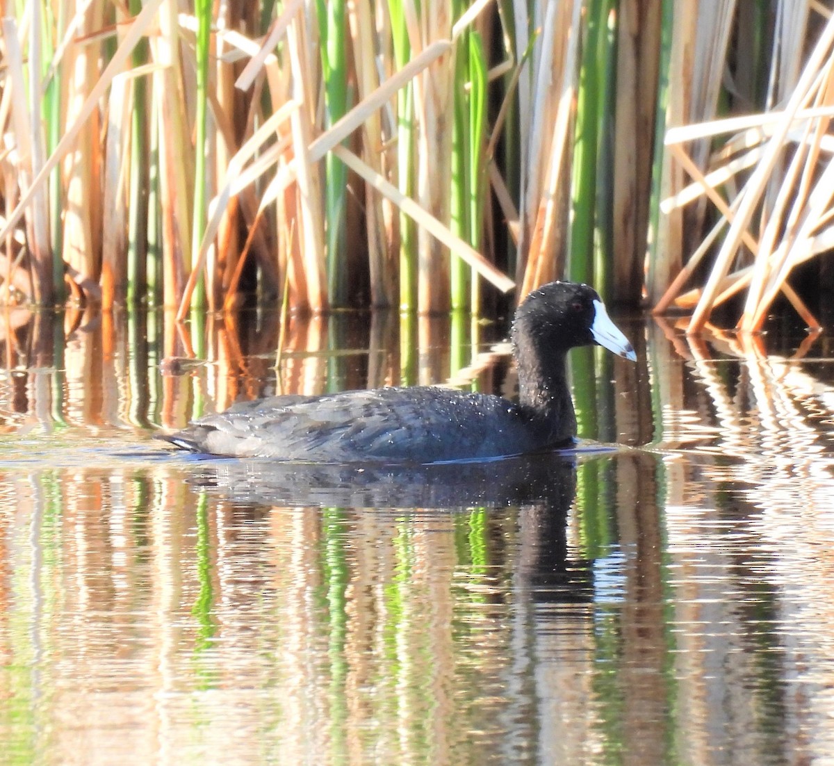 American Coot (Red-shielded) - ML580643341