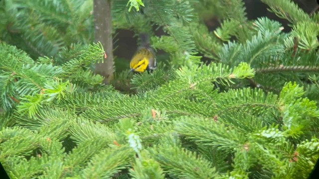 Black-throated Green Warbler - ML580643561