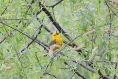 Prothonotary Warbler - ML580643771