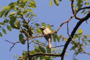 Golden-winged Warbler - ML580643931