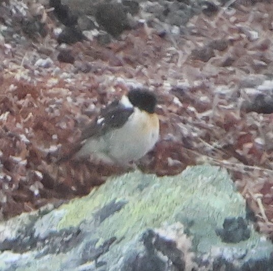 Amur Stonechat - ML580644691