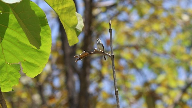 gråbrystprinia - ML580645321