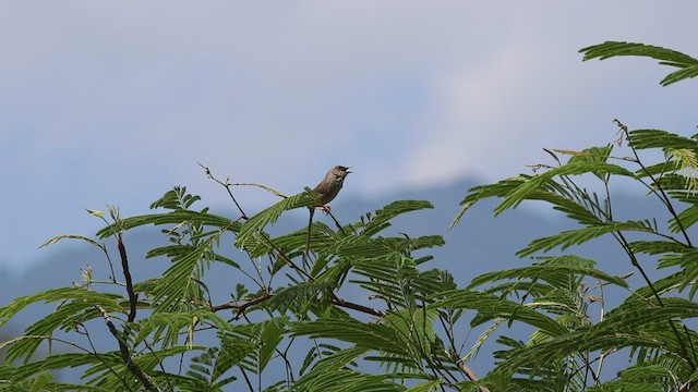 Prinia del Himalaya - ML580645381