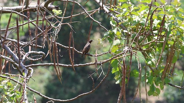 Spot-winged Starling - ML580645471