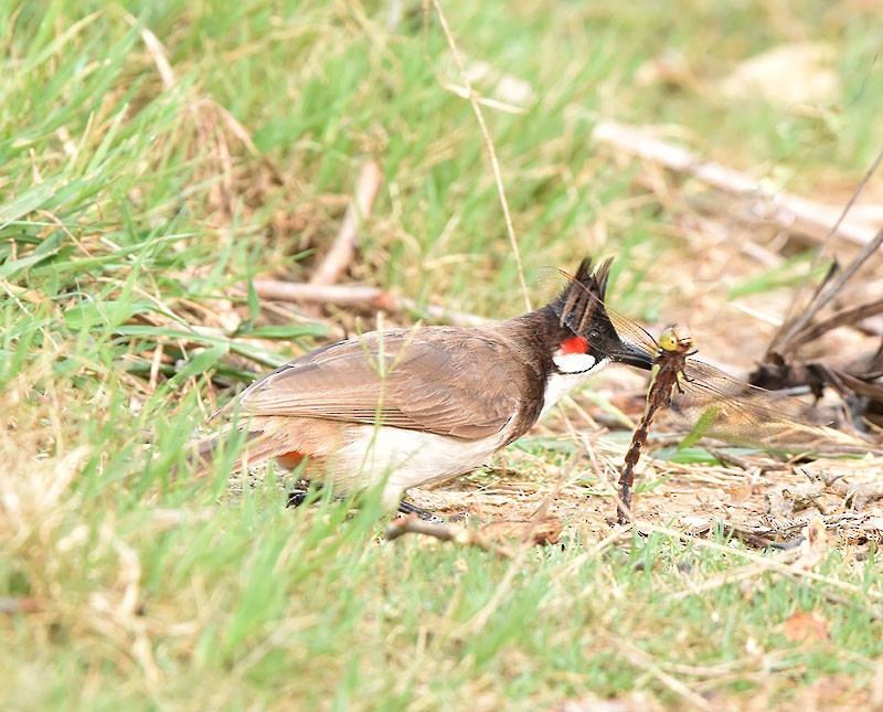 Red-whiskered Bulbul - ML580645791