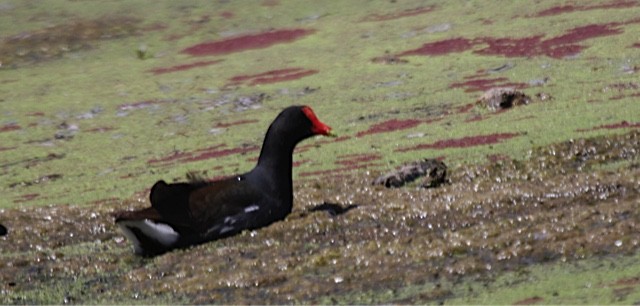 Gallinule d'Amérique - ML58064651