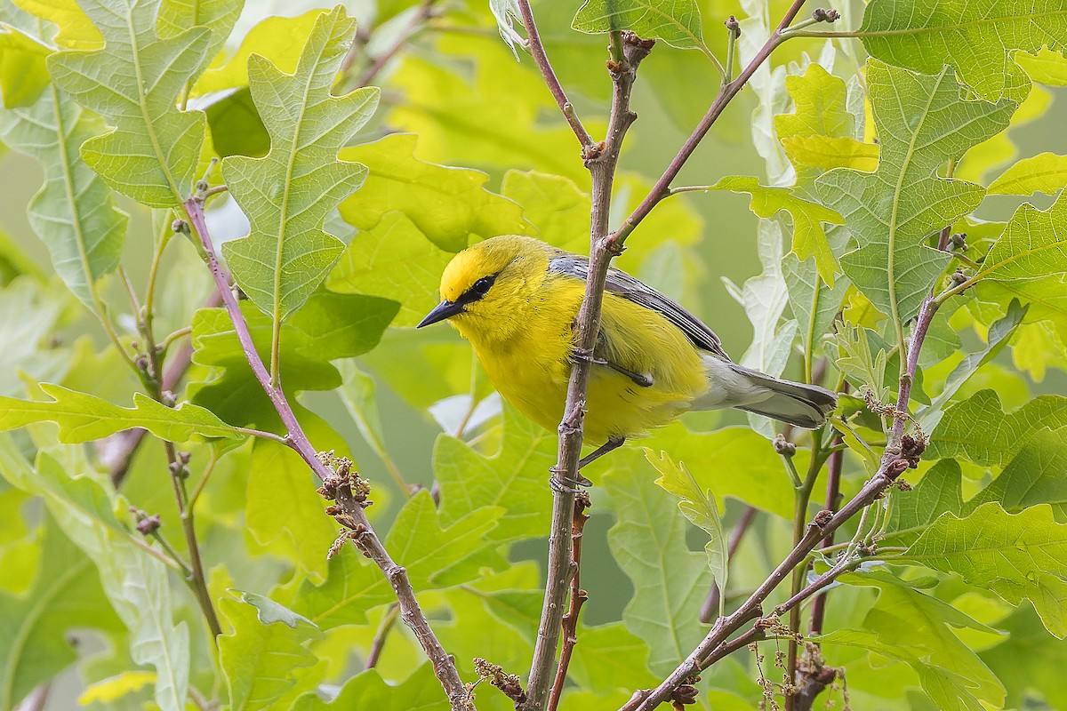 Blue-winged Warbler - ML580646901