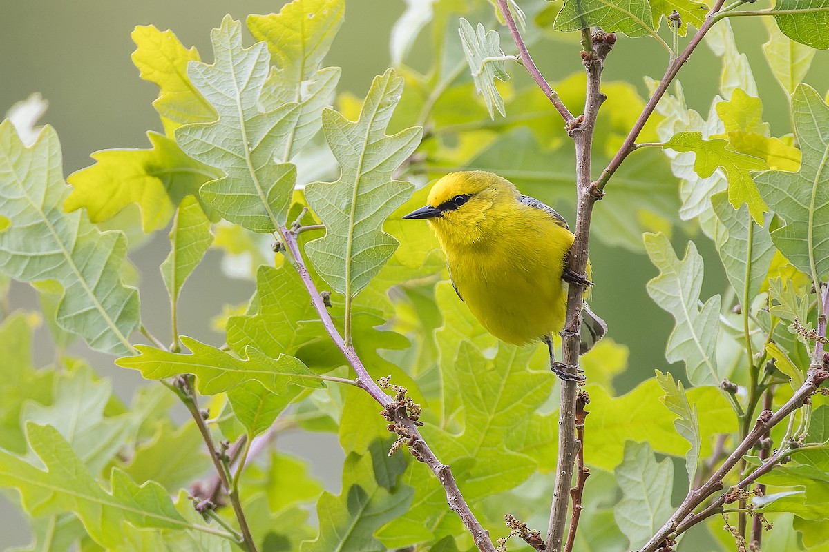 Blue-winged Warbler - Mike Andersen