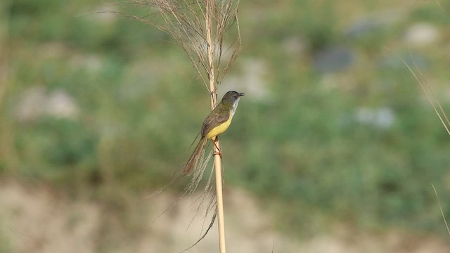 Prinia Ventriamarilla - ML580648071