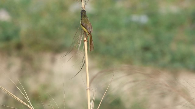 Yellow-bellied Prinia - ML580648081