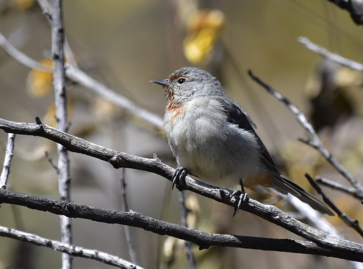 Tamarugo Conebill - VERONICA ARAYA GARCIA