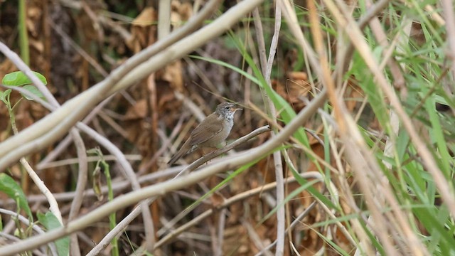 West Himalayan Bush Warbler - ML580648751
