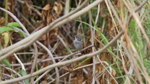 West Himalayan Bush Warbler - ML580648791