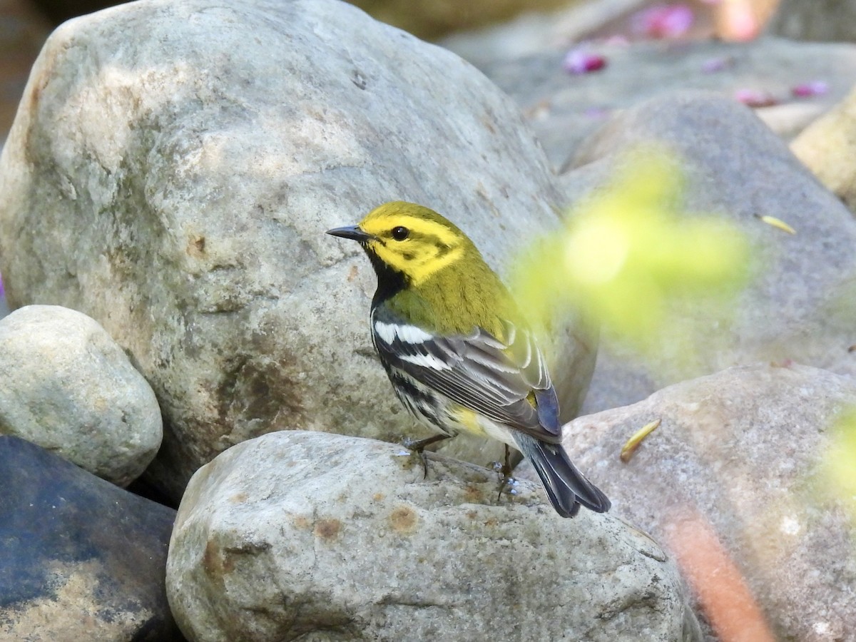 Black-throated Green Warbler - ML580649371