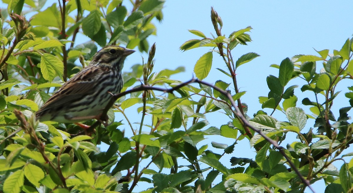 Savannah Sparrow - ML58064941