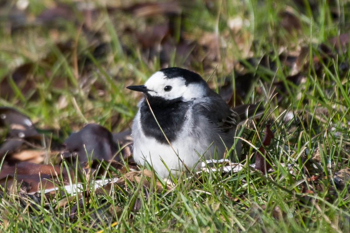 White Wagtail - ML580649441