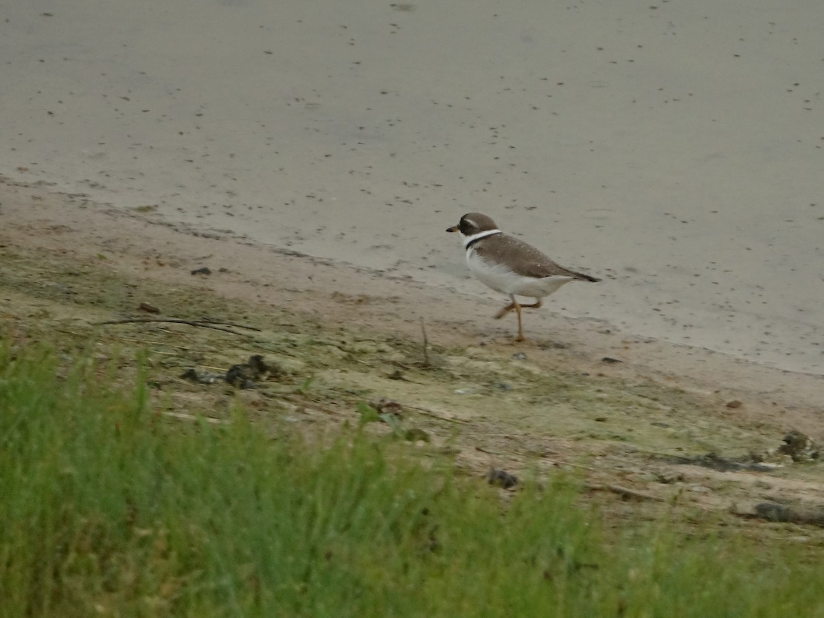 Semipalmated Plover - ML580649721