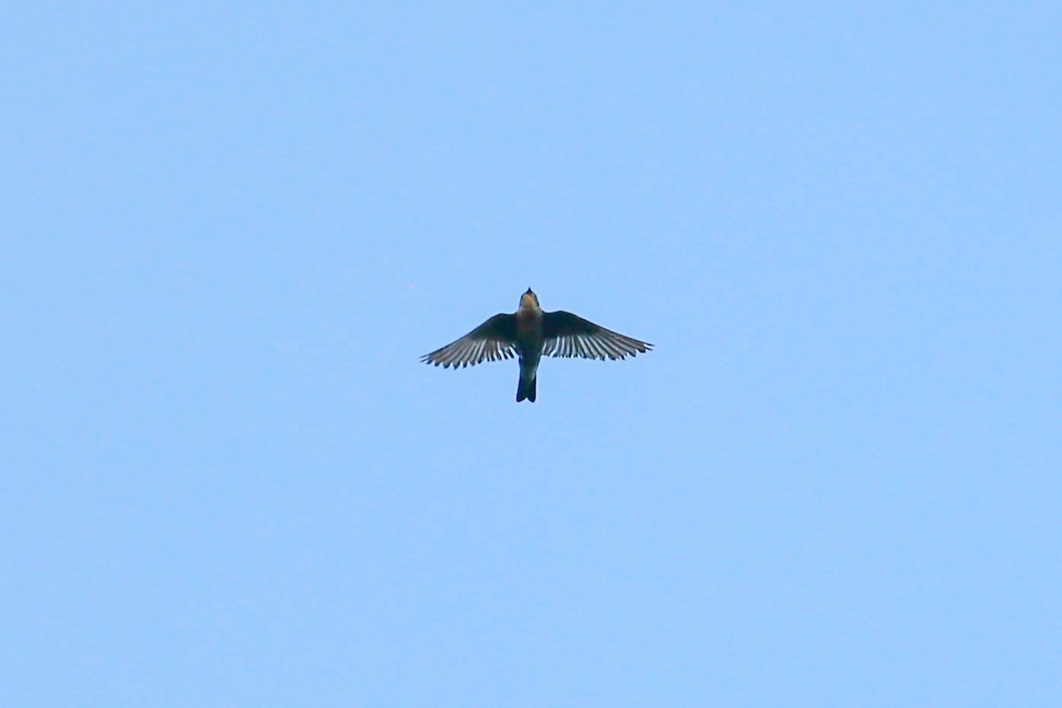 Tree Swallow - ML580649841