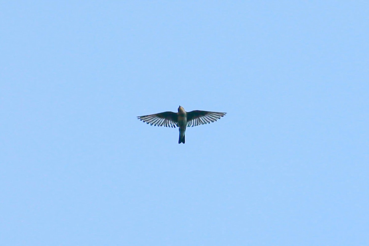 Tree Swallow - ML580649851