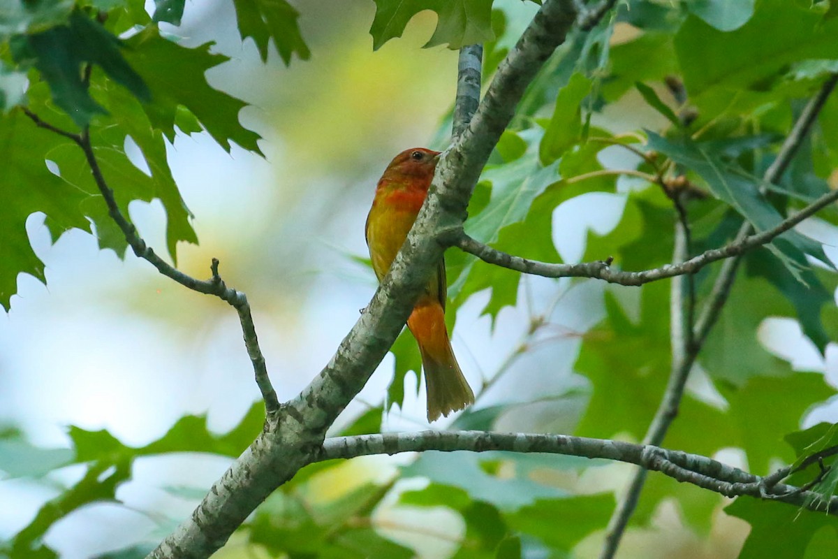 Orchard Oriole - ML580650381
