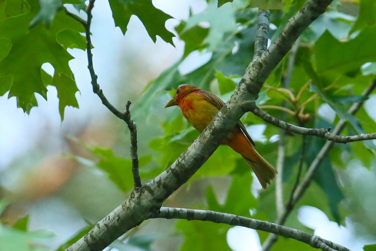 Orchard Oriole - ML580650391