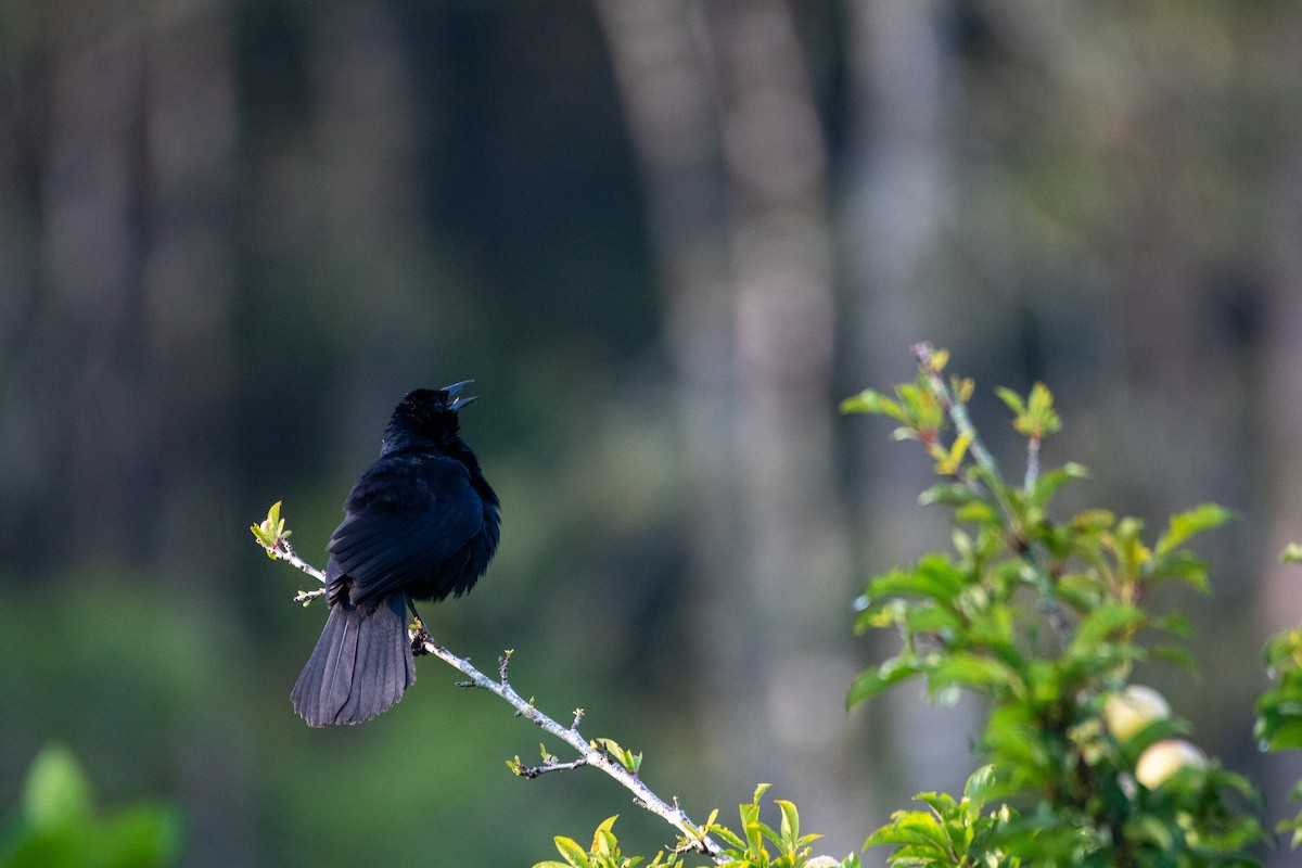 Melodious Blackbird - Court Harding