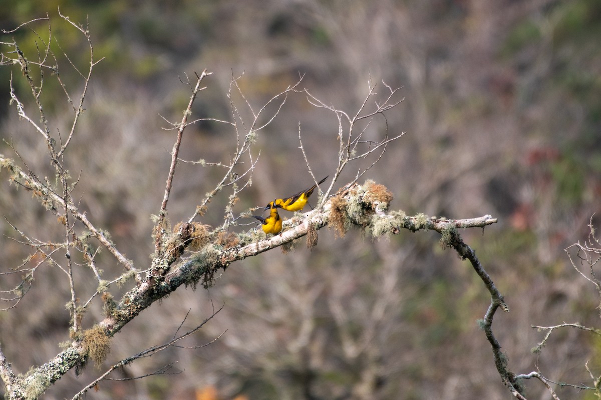 Black-vented Oriole - ML580651211