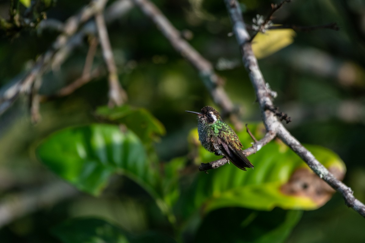 kolibřík bělouchý - ML580651341