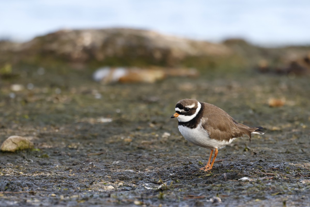 Common Ringed Plover - ML580651461