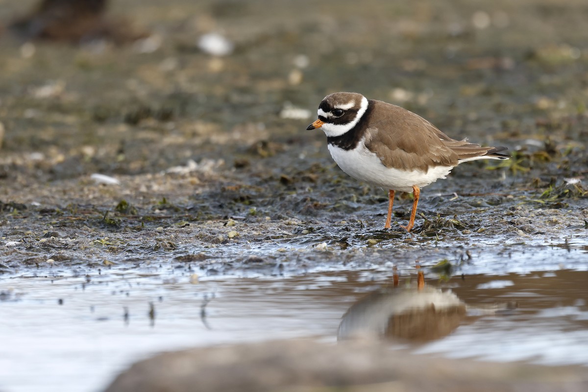 Common Ringed Plover - ML580651471