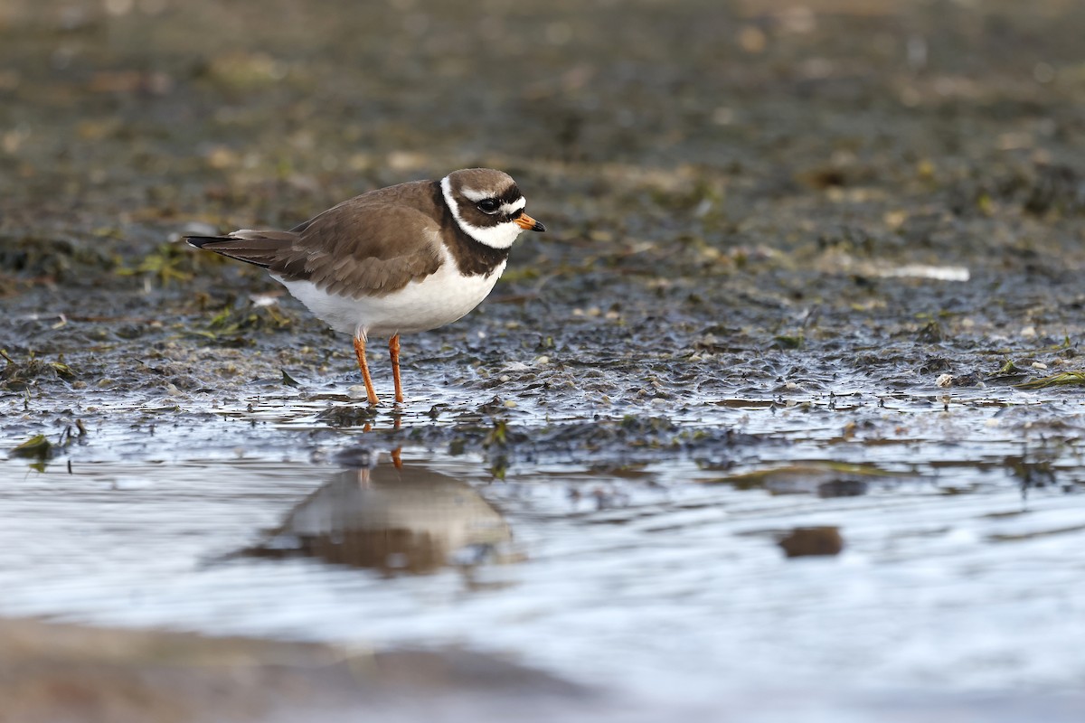 Common Ringed Plover - ML580651481