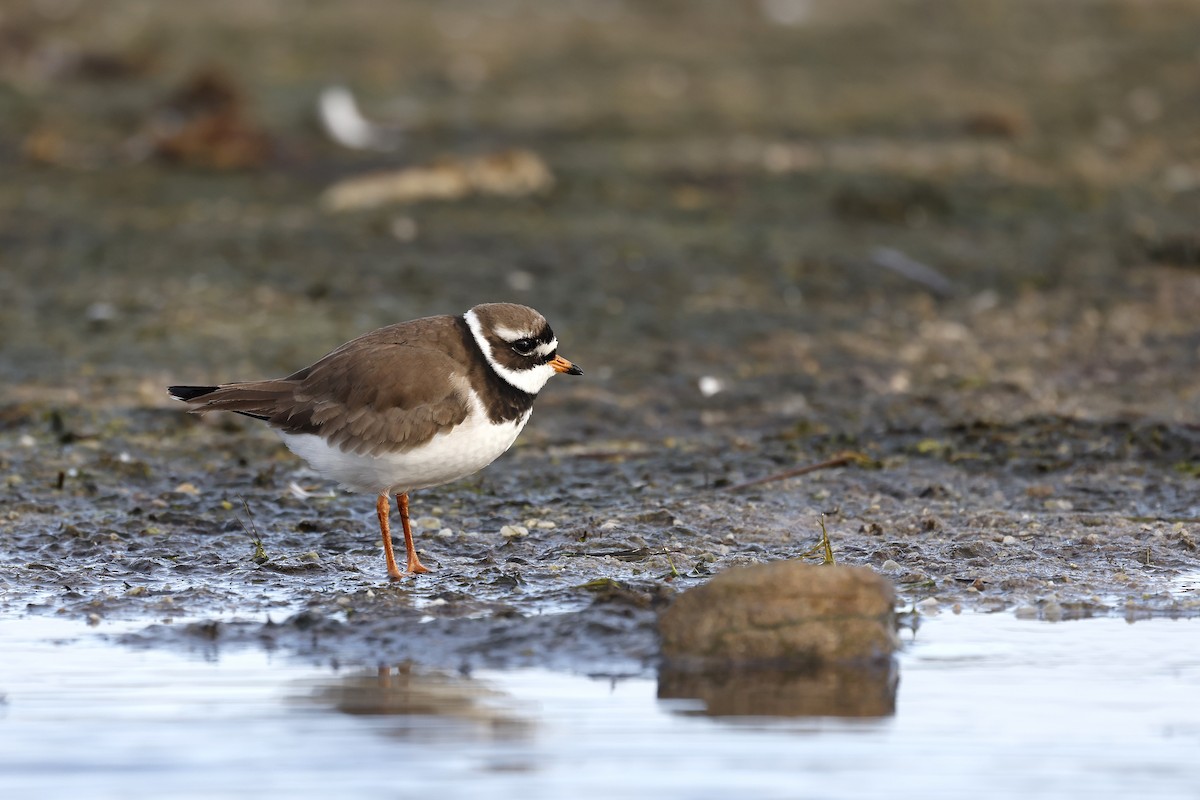 Common Ringed Plover - ML580651491