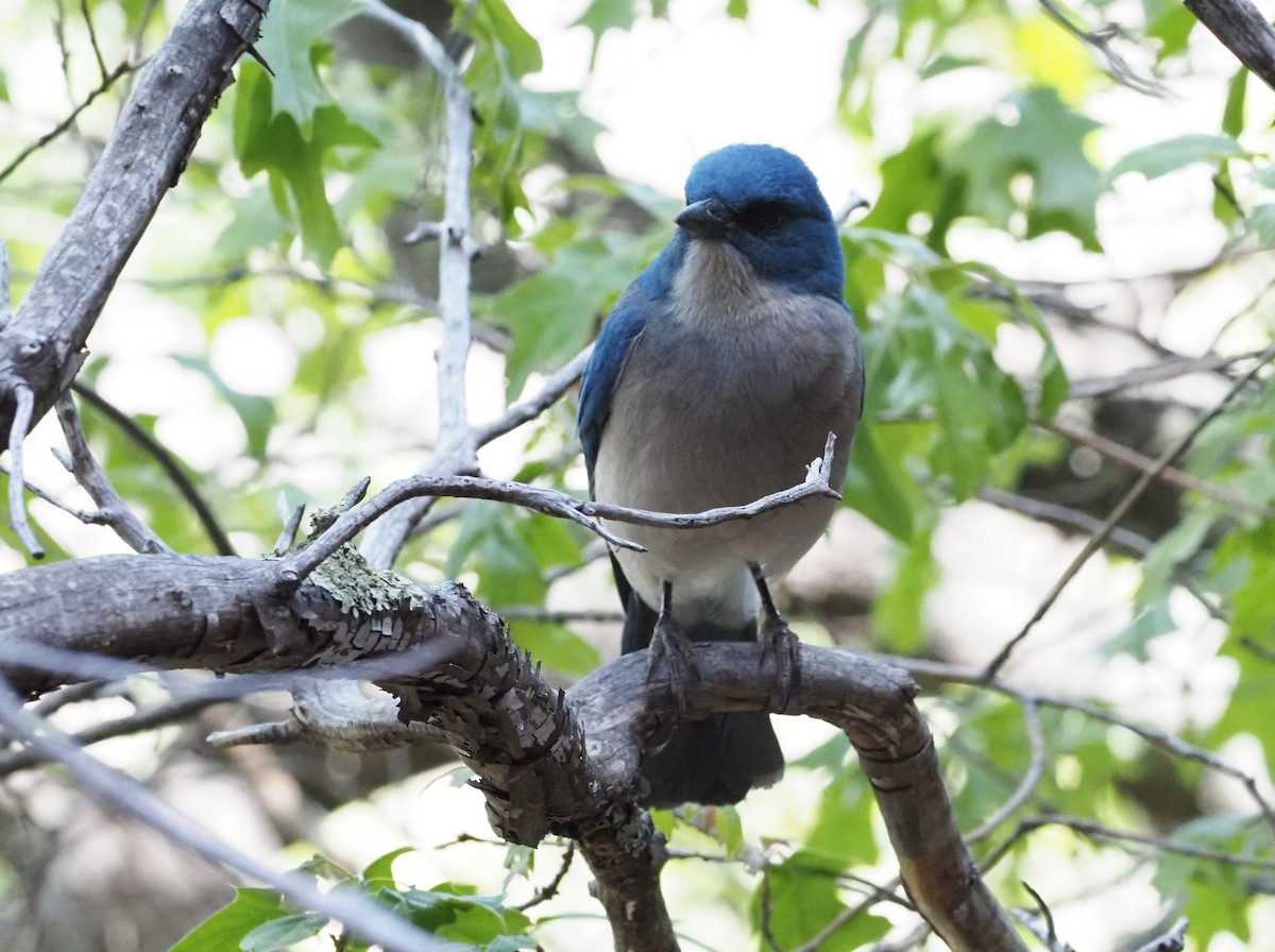 Mexican Jay - ML580651801