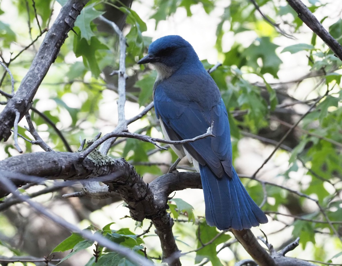 Mexican Jay - ML580651811