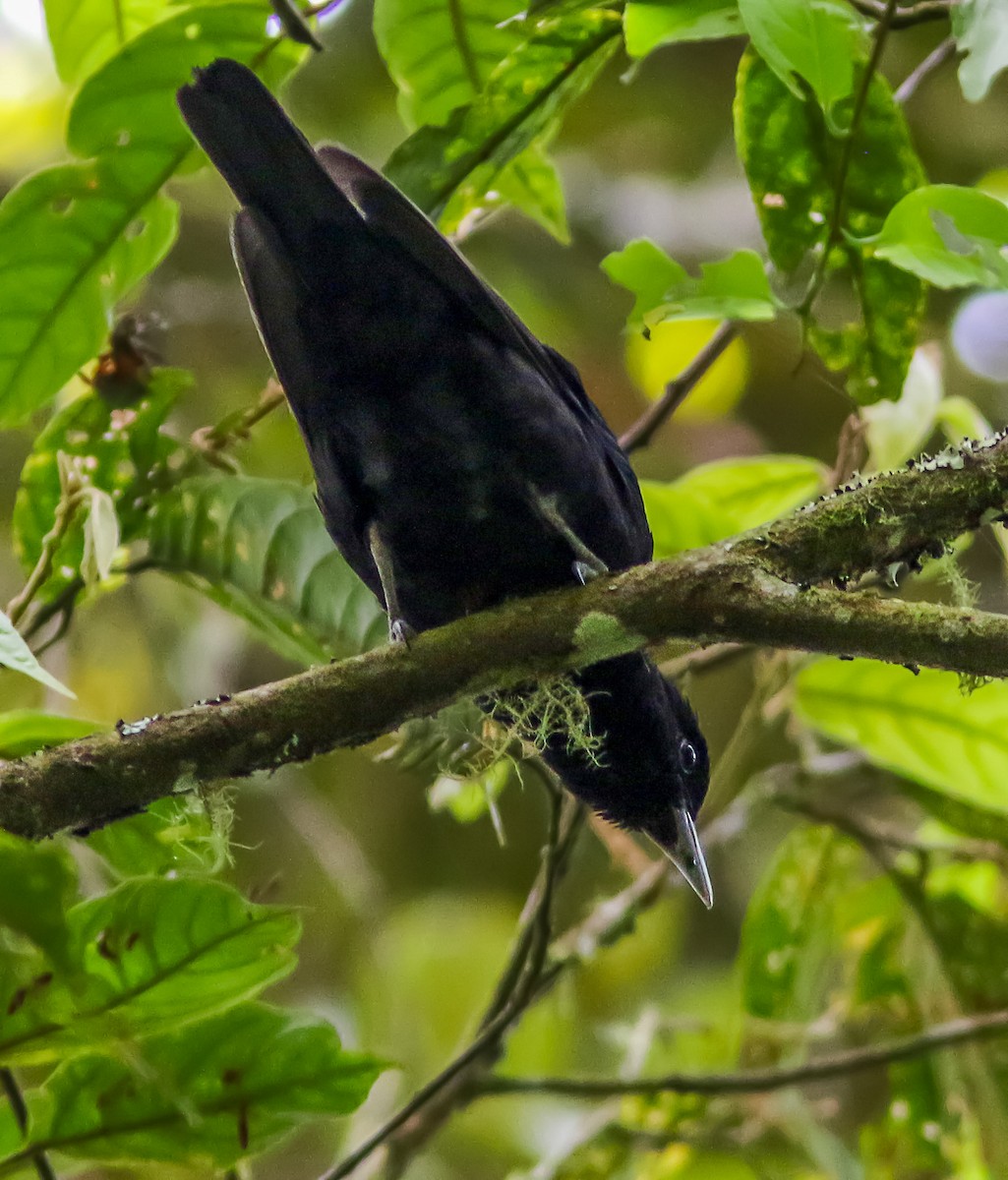 Javan Oriole - Wade Strickland