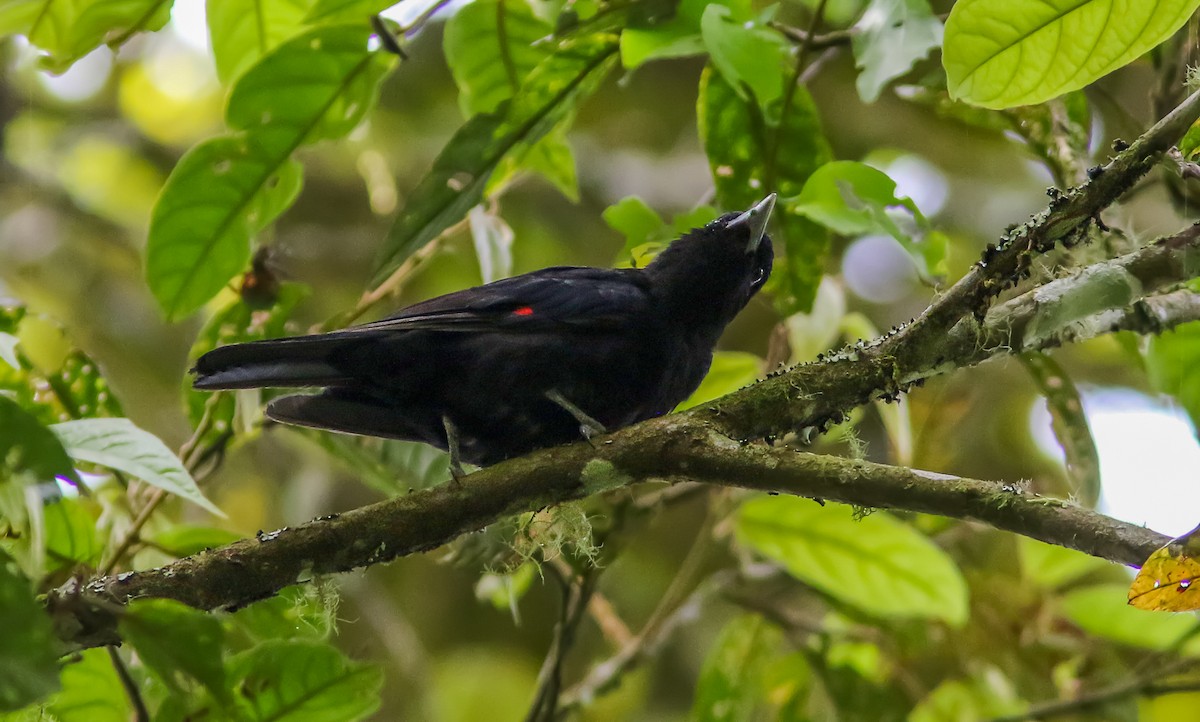 Javan Oriole - Wade Strickland