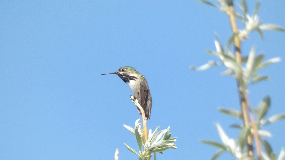 Colibrí Calíope - ML580652471