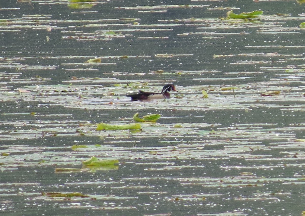 Wood Duck - ML580653011