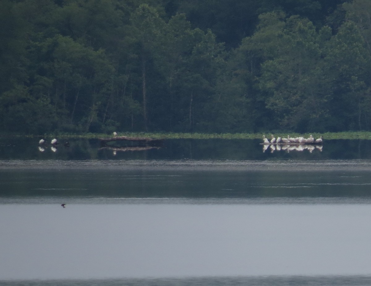 American White Pelican - ML580653301