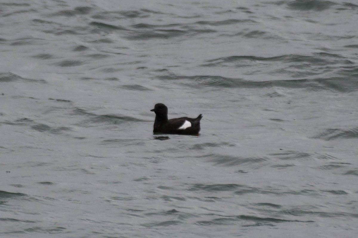 Black Guillemot - ML580653901