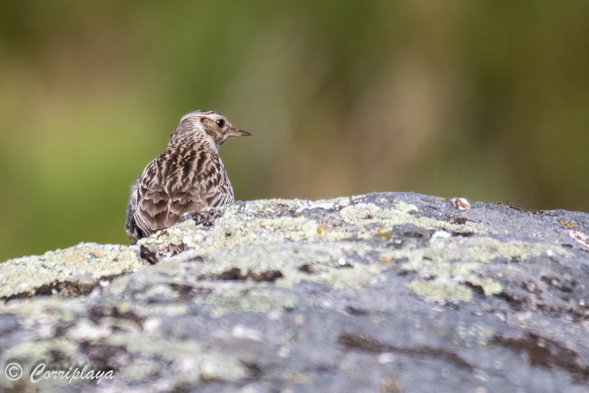 Wood Lark - Fernando del Valle