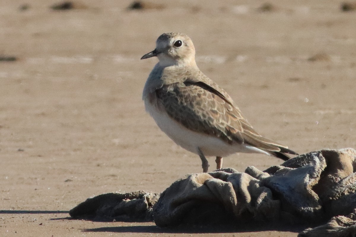 Mountain Plover - ML580654741