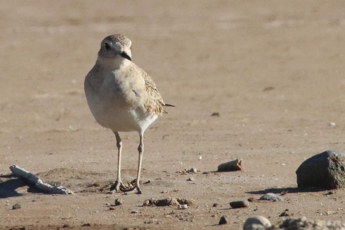 Mountain Plover - ML580654751