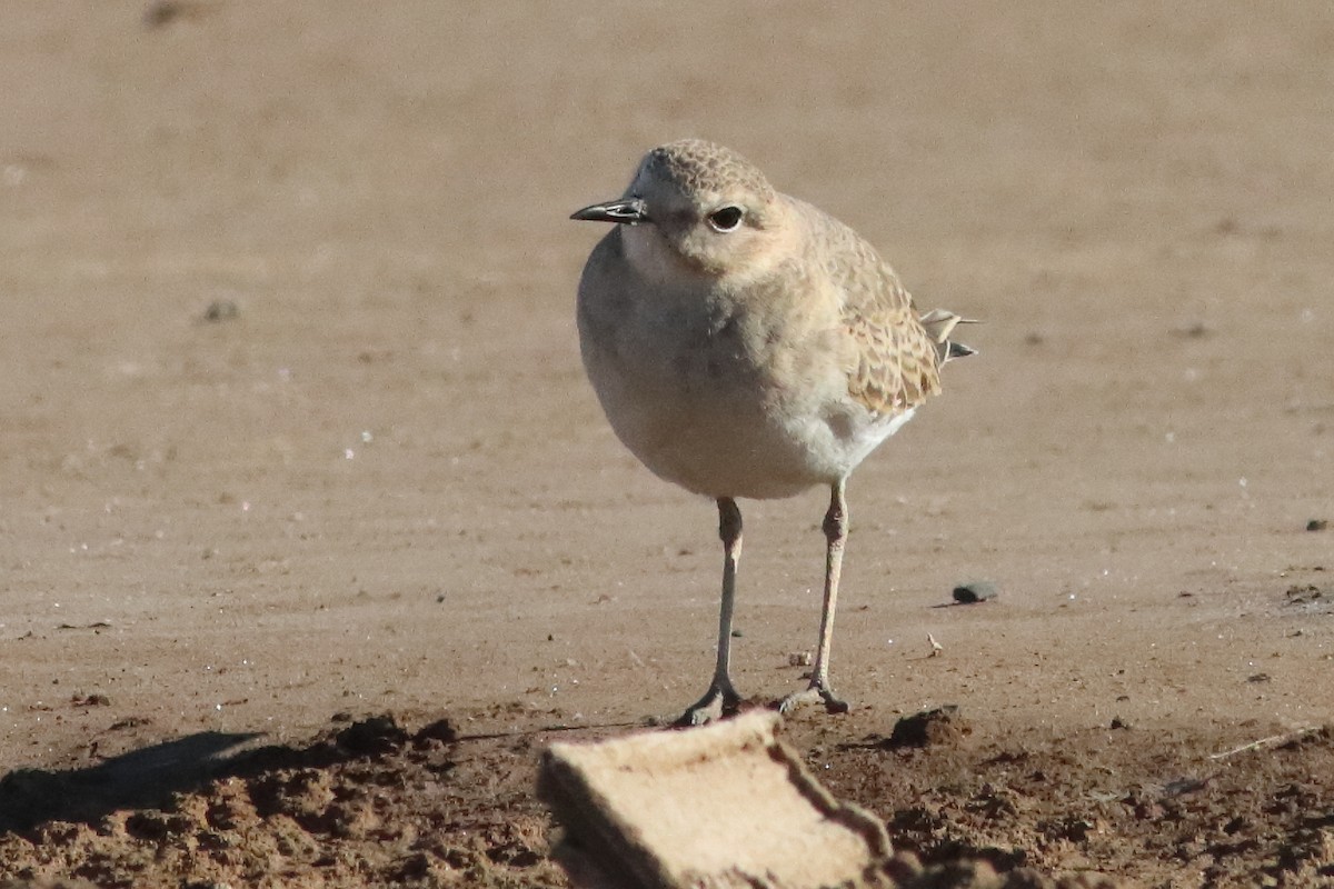 Mountain Plover - ML580654761