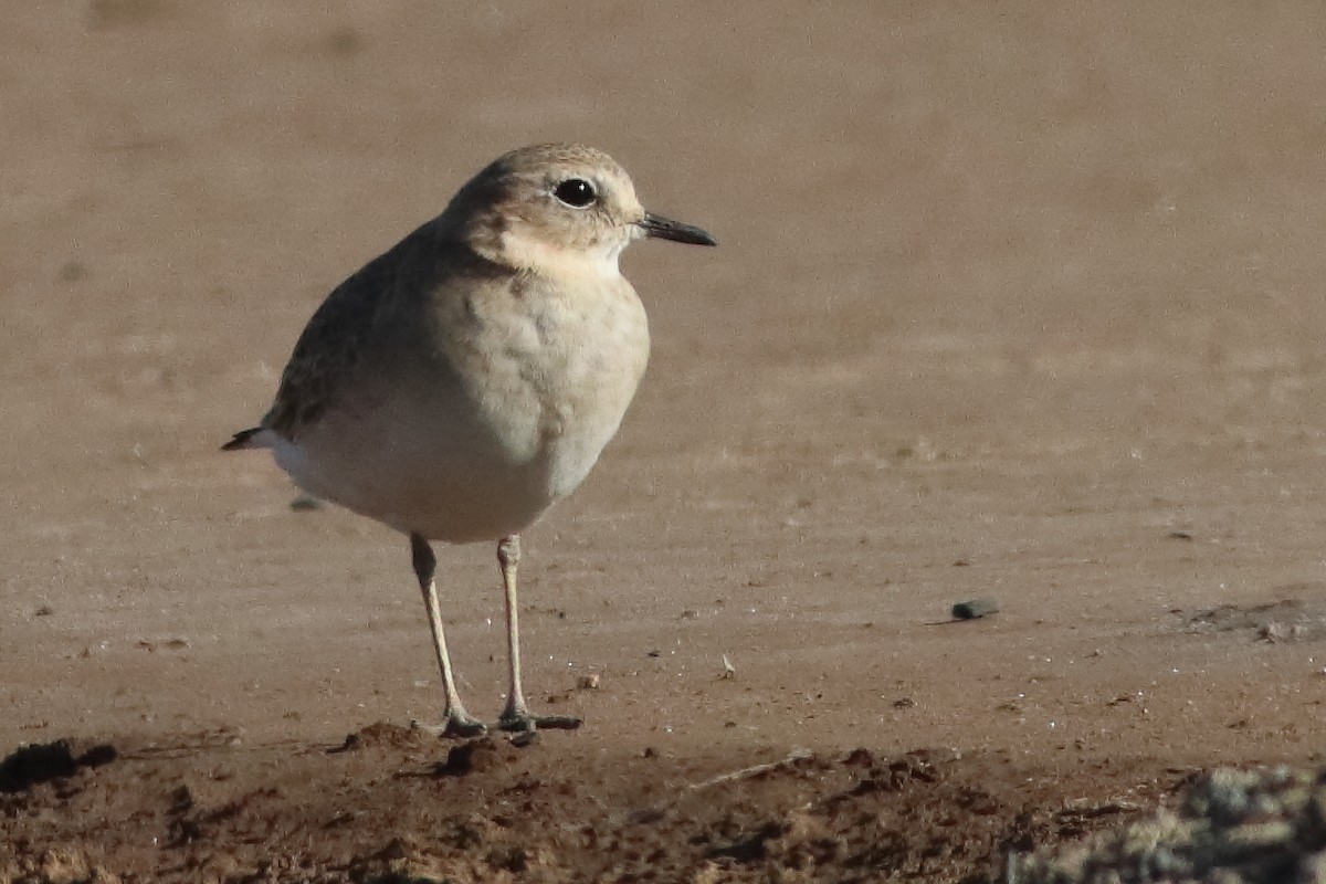 Mountain Plover - Mark L. Hoffman